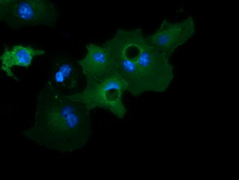 GAS7 Antibody - Anti-GAS7 mouse monoclonal antibody  immunofluorescent staining of COS7 cells transiently transfected by pCMV6-ENTRY GAS7.