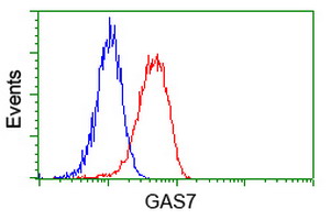 GAS7 Antibody - Flow cytometric Analysis of Hela cells, using anti-GAS7 antibody, (Red), compared to a nonspecific negative control antibody, (Blue).