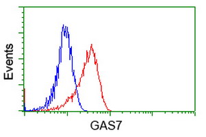 GAS7 Antibody - Flow cytometry of HeLa cells, using anti-GAS7 antibody, (Red), compared to a nonspecific negative control antibody, (Blue).