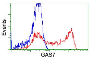 GAS7 Antibody - HEK293T cells transfected with either overexpress plasmid (Red) or empty vector control plasmid (Blue) were immunostained by anti-GAS7 antibody, and then analyzed by flow cytometry.