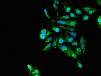 GAS7 Antibody - Immunofluorescent analysis of Hela cells diluted at 1:100 and Alexa Fluor 488-congugated AffiniPure Goat Anti-Rabbit IgG(H+L)