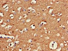 GAS7 Antibody - Immunohistochemistry of paraffin-embedded human brain tissue at dilution of 1:100