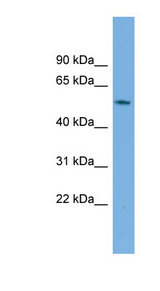 GAS8 Antibody - GAS8 antibody Western blot of THP-1 cell lysate. This image was taken for the unconjugated form of this product. Other forms have not been tested.