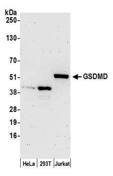 Gasdermin D / GSDMD Antibody - Detection of human GSDMD by western blot. Samples: Whole cell lysate (50 µg) from HeLa, HEK293T, and Jurkat cells prepared using NETN lysis buffer. Antibody: Affinity purified rabbit anti-GSDMD antibody used for WB at 1:1000. Detection: Chemiluminescence with an exposure time of 3 minutes.