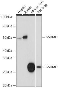 Gasdermin D / GSDMD Antibody - Western blot analysis of extracts of various cell lines using GSDMD Polyclonal Antibody at dilution of 1:1000.