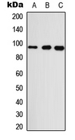GASP2 / GPRASP2 Antibody - Western blot analysis of GASP2 expression in A549 (A); Raw264.7 (B); H9C2 (C) whole cell lysates.