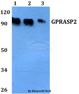 GASP2 / GPRASP2 Antibody - Western blot of GPRASP2 antibody at 1:500 dilution. Lane 1: A549 whole cell lysate. Lane 2: Raw264.7 whole cell lysate. Lane 3: H9C2 whole cell lysate.