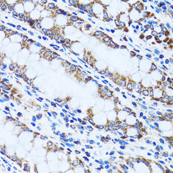 Gastric Inhibitory Peptide Antibody - Immunohistochemistry of paraffin-embedded human colon tissue.