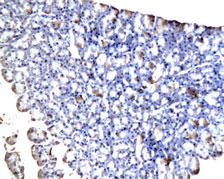 Gastric Inhibitory Peptide Antibody - GIP staining in rat pancreas. Paraffin-embedded rat pancreas is stained with GIP Antibody used at 1:200 dilution.