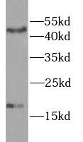 Gastric Inhibitory Peptide Antibody - HepG2 cells were subjected to SDS PAGE followed by western blot with GIP antibody at dilution of 1:1000