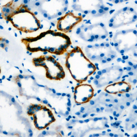 Gastrin Antibody - Immunohistochemical analysis of Gastrin staining in human stomach formalin fixed paraffin embedded tissue section. The section was pre-treated using heat mediated antigen retrieval with sodium citrate buffer (pH 6.0). The section was then incubated with the antibody at room temperature and detected using an HRP conjugated compact polymer system. DAB was used as the chromogen. The section was then counterstained with hematoxylin and mounted with DPX.