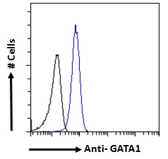 GATA1 Antibody - Goat Anti-GATA1 Antibody Flow cytometric analysis of paraformaldehyde fixed K562 cells (blue line), permeabilized with 0.5% Triton. Primary incubation 1hr (10ug/ml) followed by Alexa Fluor 488 secondary antibody (1ug/ml). IgG control: Unimmunized goat IgG (black line) followed by Alexa Fluor 488 secondary antibody.