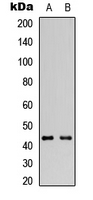 GATA1 Antibody - Western blot analysis of GATA1 expression in HeLa (A); HEK293T (B) whole cell lysates.