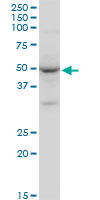 GATA1 Antibody - GATA1 monoclonal antibody (M06), clone 3G6. Western Blot analysis of GATA1 expression in PC-12.