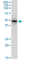 GATA1 Antibody - GATA1 monoclonal antibody (M06), clone 3G6. Western Blot analysis of GATA1 expression in Raw 264.7.
