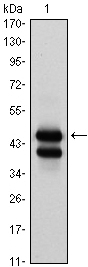 GATA1 Antibody - Western blot using GATA1 mouse monoclonal antibody against K562 (1) cell lysate.