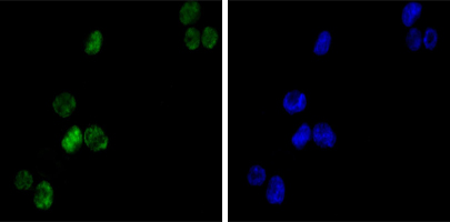 GATA1 Antibody - Immunofluorescence of K562(left) cells using GATA1 mouse monoclonal antibody (green). Blue: DRAQ5 fluorescent DNA dye.