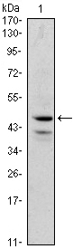GATA1 Antibody - Western blot using GATA1 mouse monoclonal antibody against K562 (1) cell lysate.