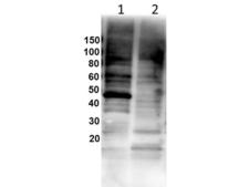 GATA1 Antibody - Western Blot of Rabbit Anti-Gata1 antibody. Lane 1: NIH/3T3. Lane 2: mouse brain. Load: 25 µg per lane. Primary antibody: Gata1 antibody at 1:1000 for overnight at 4°C. Secondary antibody: HRP rabbit secondary antibody at 1:40,000 for 60 min at RT.