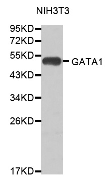 GATA1 Antibody - Western blot analysis of extracts of NIH/3T3 cells, using GATA1 antibody. The secondary antibody used was an HRP Goat Anti-Rabbit IgG (H+L) at 1:10000 dilution. Lysates were loaded 25ug per lane and 3% nonfat dry milk in TBST was used for blocking.
