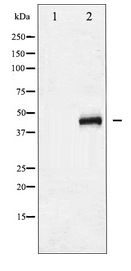 GATA1 Antibody - Western blot of GATA1 expression in COS7 whole cell lysates,The lane on the left is treated with the antigen-specific peptide.