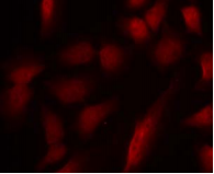 GATA1 Antibody - Detection of GATA1 (phospho-Ser310) in methanol-fixed HeLa cells.