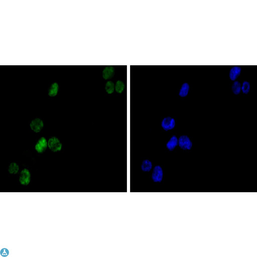 GATA1 Antibody - Western Blot (WB) analysis using GATA-1 Monoclonal Antibody against K562 (1) cell lysate.