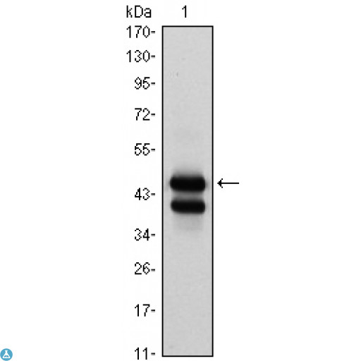 GATA1 Antibody - Immunofluorescence (IF) analysis of K562(left) cells using GATA-1 Monoclonal Antibody (green). Blue: DRAQ5 fluorescent DNA dye.