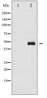 GATA1 Antibody - Western blot of GATA1 phosphorylation expression in EPO treated COS7 whole cell lysates,The lane on the left is treated with the antigen-specific peptide.