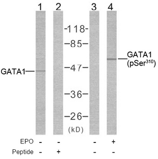 GATA1 Antibody - Western blot of extract from COS7 cells using Rabbit Anti-GATA1 (Ab-310) Polyclonal Antibody and Rabbit Anti-GATA1 (Phospho-Ser310) Polyclonal Antibody (Rabbit Anti-GATA1 (Phospho-Ser310) Polyclonal Antibody, lane 3 and 4)