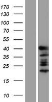 GATA1 Protein - Western validation with an anti-DDK antibody * L: Control HEK293 lysate R: Over-expression lysate