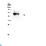 GATA2/3 Antibody - Western Blot (WB) analysis of HepG2 cells using Antibody diluted at 1:500.