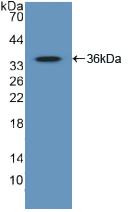 GATA2 Antibody - Western Blot; Sample: Recombinant GATA2, Human.