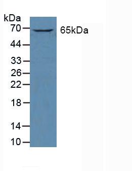 GATA2 Antibody - Western Blot; Sample: Human K562 Cells.