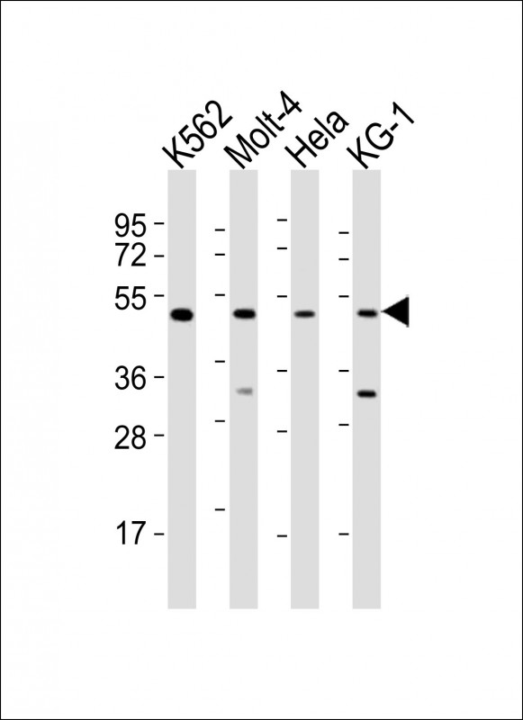 GATA2 Antibody - All lanes : Anti-GATA2 Antibody at 1:2000 dilution Lane 1: K562 whole cell lysates Lane 2: Molt-4 whole cell lysates Lane 3: HeLa whole cell lysates Lane 4: KG-1 whole cell lysates Lysates/proteins at 20 ug per lane. Secondary Goat Anti-Rabbit IgG, (H+L), Peroxidase conjugated at 1/10000 dilution Predicted band size : 51 kDa Blocking/Dilution buffer: 5% NFDM/TBST.
