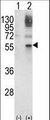 GATA2 Antibody - Western blot of GATA2 (arrow) using rabbit polyclonal GATA2 Antibody. 293 cell lysates (2 ug/lane) either nontransfected (Lane 1) or transiently transfected with the GATA2 gene (Lane 2).
