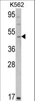 GATA2 Antibody - Western blot of GATA2 Antibody in K562 cell line lysates (35 ug/lane). GATA2 (arrow) was detected using the purified antibody.