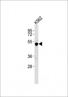 GATA2 Antibody - Anti-GATA2 Antibody at 1:2000 dilution + K562 whole cell lysates Lysates/proteins at 20 ug per lane. Secondary Goat Anti-Rabbit IgG, (H+L), Peroxidase conjugated at 1/10000 dilution Predicted band size : 51 kDa Blocking/Dilution buffer: 5% NFDM/TBST.