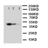 GATA2 Antibody - WB of GATA2 antibody. Recombinant Protein Detection Source:. E.coli derived -recombinant Human GATA2, 38.3KD. (162aa tag+ M1-G200). Lane 1: Recombinant Human GATA2 Protein 10ng. Lane 2: Recombinant Human GATA2 Protein 5ng. Lane 3: Recombinant Human GATA2 Protein 2.5ng.