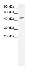 GATA2 Antibody - k562 Cell Lysate.  This image was taken for the unconjugated form of this product. Other forms have not been tested.