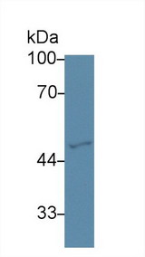 GATA2 Antibody - Western Blot; Sample: Human Hela cell lysate; Primary Ab: 3µg/ml Rabbit Anti-Mouse GATA2 Antibody Second Ab: 0.2µg/mL HRP-Linked Caprine Anti-Rabbit IgG Polyclonal Antibody