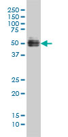 GATA2 Antibody - GATA2 monoclonal antibody (M01), clone 2D11 Western Blot analysis of GATA2 expression in HeLa NE.