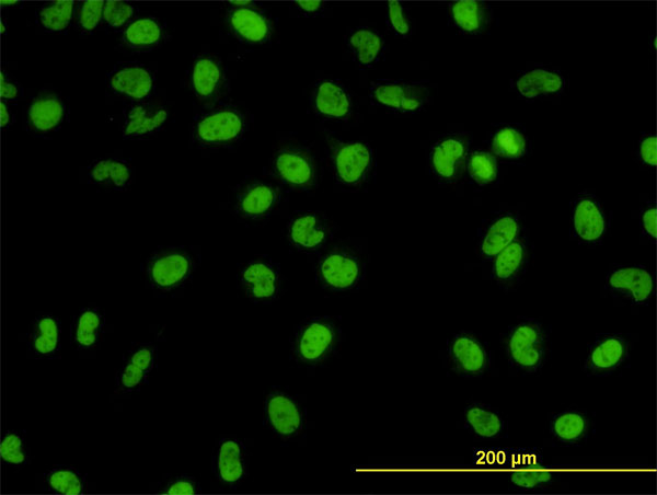 GATA2 Antibody - Immunofluorescence of monoclonal antibody to GATA2 on HeLa cell. [antibody concentration 10 ug/ml]
