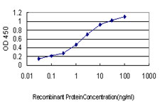 GATA2 Antibody - Detection limit for recombinant GST tagged GATA2 is approximately 0.03 ng/ml as a capture antibody.