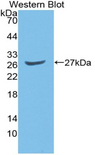 GATA2 Antibody - Western Blot; Sample: Recombinant protein.