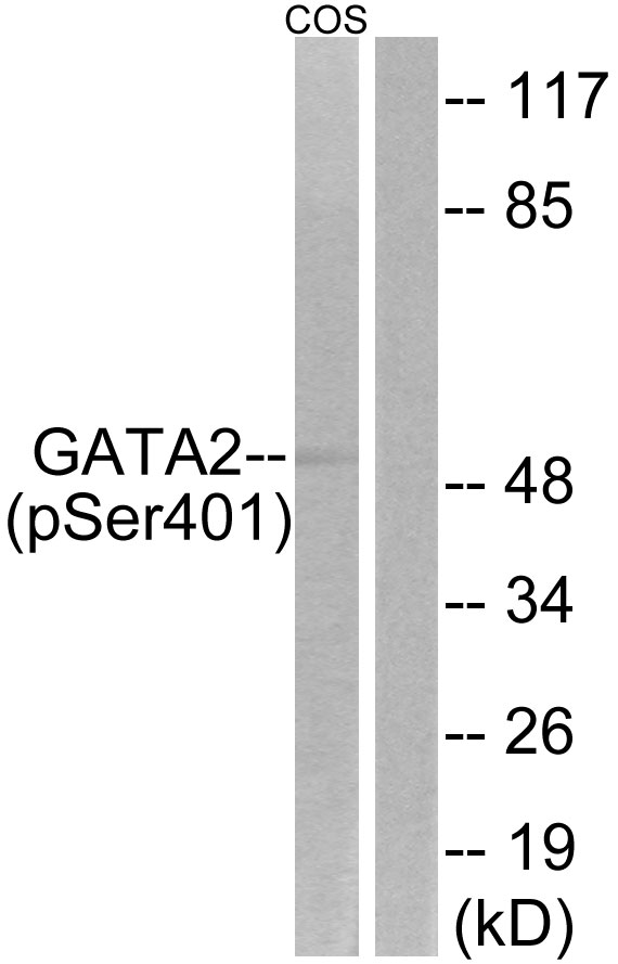 GATA2 Antibody - Western blot analysis of lysates from COS7 cells treated with TNF 20ng/ml 5', using GATA2 (Phospho-Ser401) Antibody. The lane on the right is blocked with the phospho peptide.