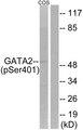 GATA2 Antibody - Western blot analysis of extracts from COS-7 cells, treated with TNF (20ng/ml, 5mins), using GATA2 (Phospho-Ser401) antibody.