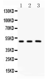 GATA3 Antibody - GATA3 antibody Western blot. All lanes: Anti GATA3 at 0.5 ug/ml. Lane 1: Rat Brain Tissue Lysate at 50 ug. Lane 2: MCF-7 Whole Cell Lysate at 40 ug. Lane 3: HEPG2 Whole Cell Lysate at 40 ug. Predicted band size: 48 kD. Observed band size: 48 kD.