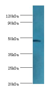 GATA3 Antibody - Western blot. All lanes: Trans-acting T-cell-specific transcription factor GATA-3 antibody at 6 ug/ml+MCF-7 whole cell lysate. Secondary antibody: Goat polyclonal to rabbit at 1:10000 dilution. Predicted band size: 48 kDa. Observed band size: 48 kDa.