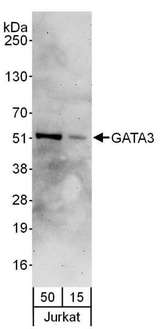 GATA3 Antibody - Detection of Human GATA3 by Western Blot. Samples: Whole cell lysate (15 and 50 ug) from Jurkat cells. Antibodies: Affinity purified rabbit anti-GATA3 antibody used for WB at 0.4 ug/ml. Detection: Chemiluminescence with an exposure time of 3 minutes.